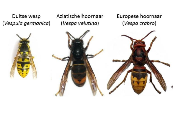 Aziatische hoornaar: Update door Karel Schoonvaere en Dries Laget (Honeybee Valley)